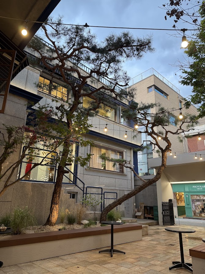 Pine trees, string lights and outdoor tables in the courtyard at McCoy's Coffee Seoul Forest.